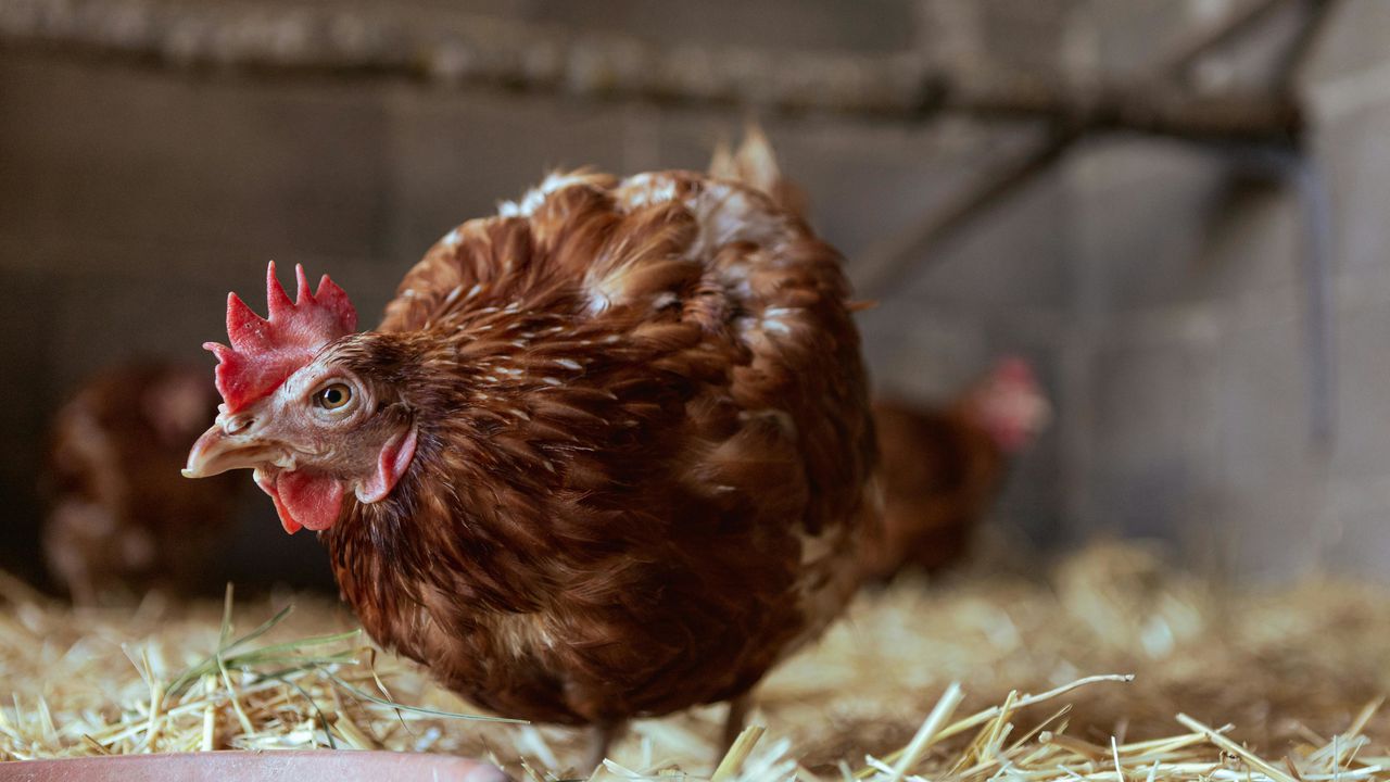 Коричнева домашня курка в курнику на підстилці з соломи — цікаві факти про курей