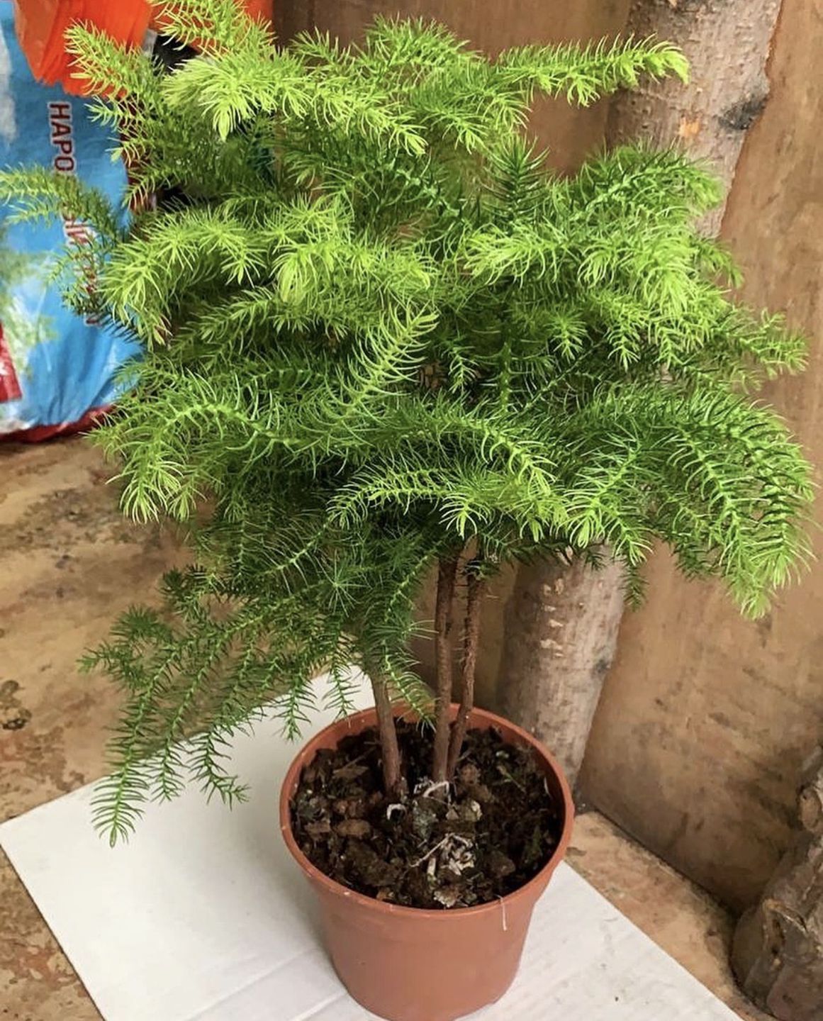 Араукарія у горщику — кімнатна рослина.