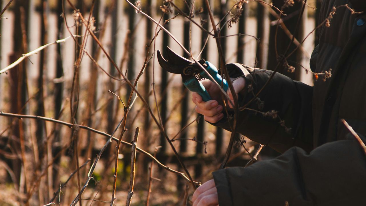 Весняна обрізка плодових дерев у саду за допомогою садового секатора.