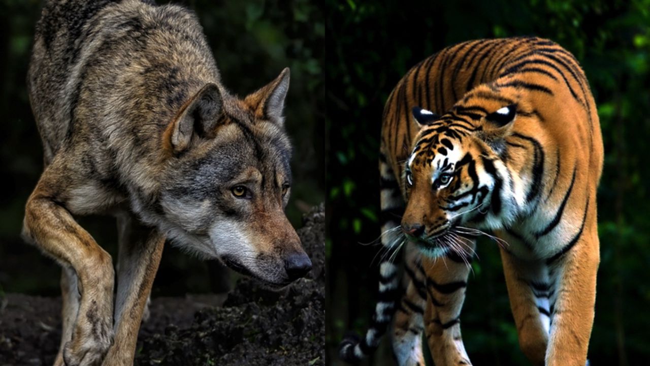 Порівняння вовка та тигра для ілюстрації еволюційних відмінностей між псовими та котячими в природі.