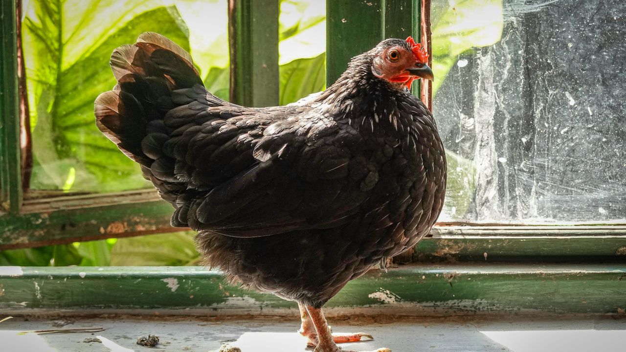 Курка біля вікна.