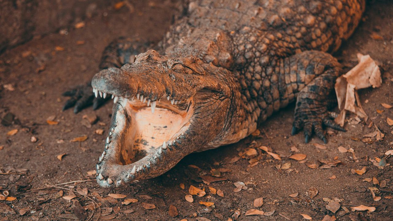 Крокодил з відкритою пащею.