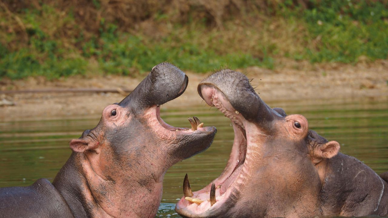 Два бегемоти з відкритими пащами у воді.
