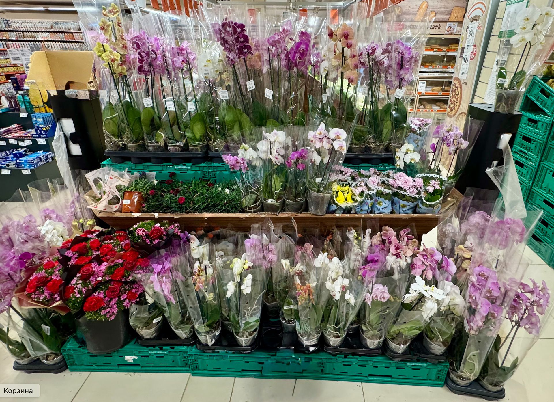 Різноманітні квітучі орхідеї та кімнатні рослини в упаковці на полицях квіткового магазину.
