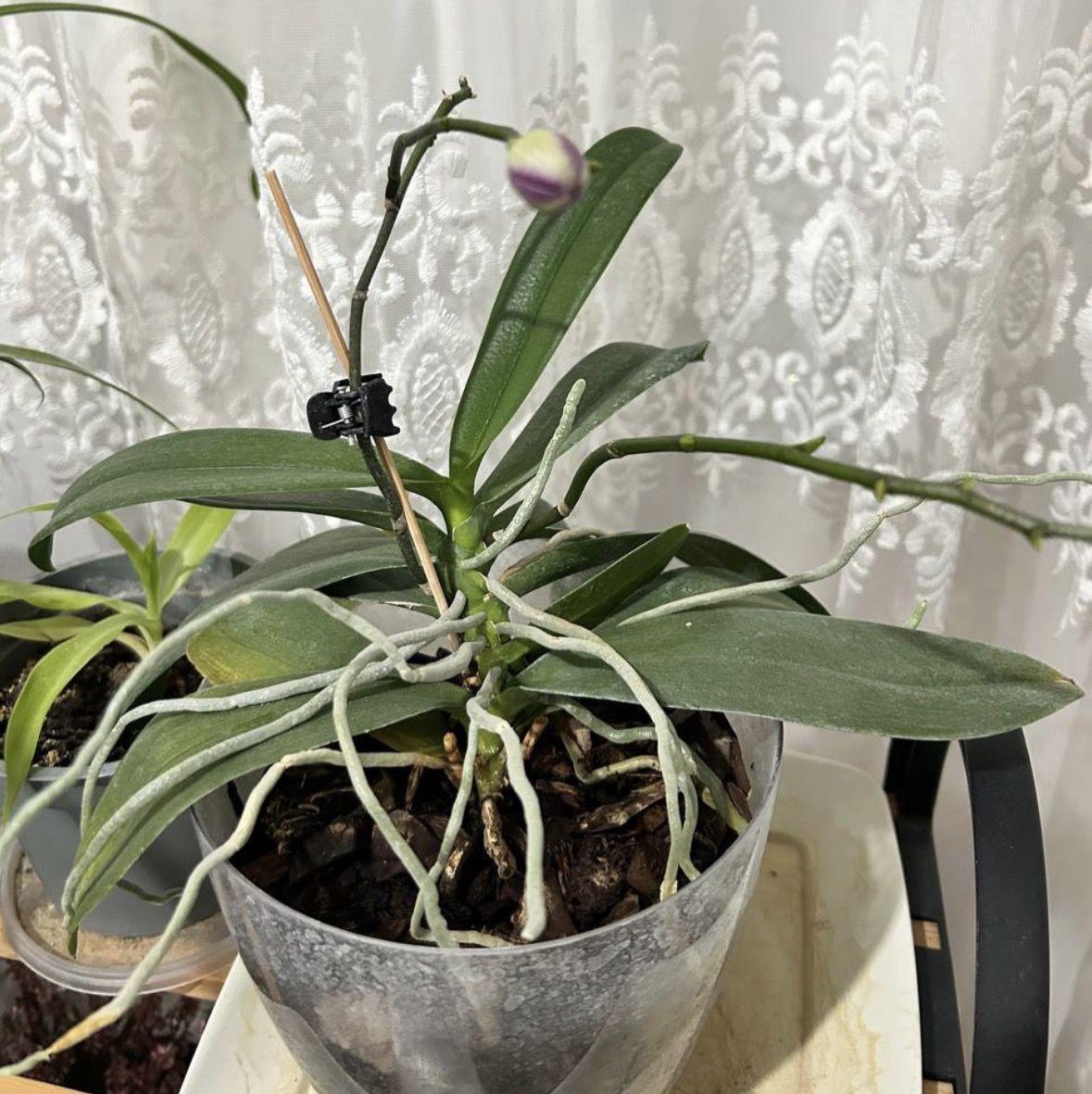 Орхідея фаленопсис із жовтим листом та повітряним корінням у горщику.