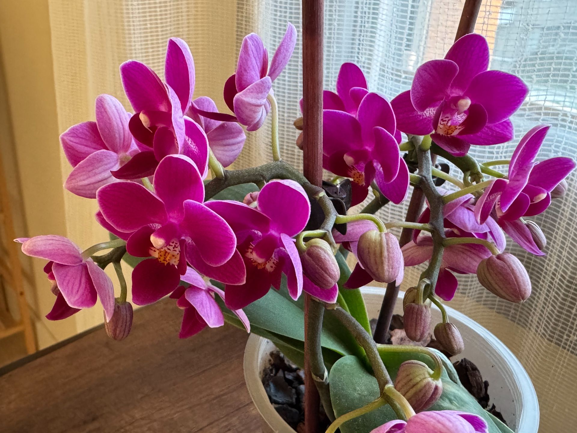 Орхідея фаленопсис квітне.