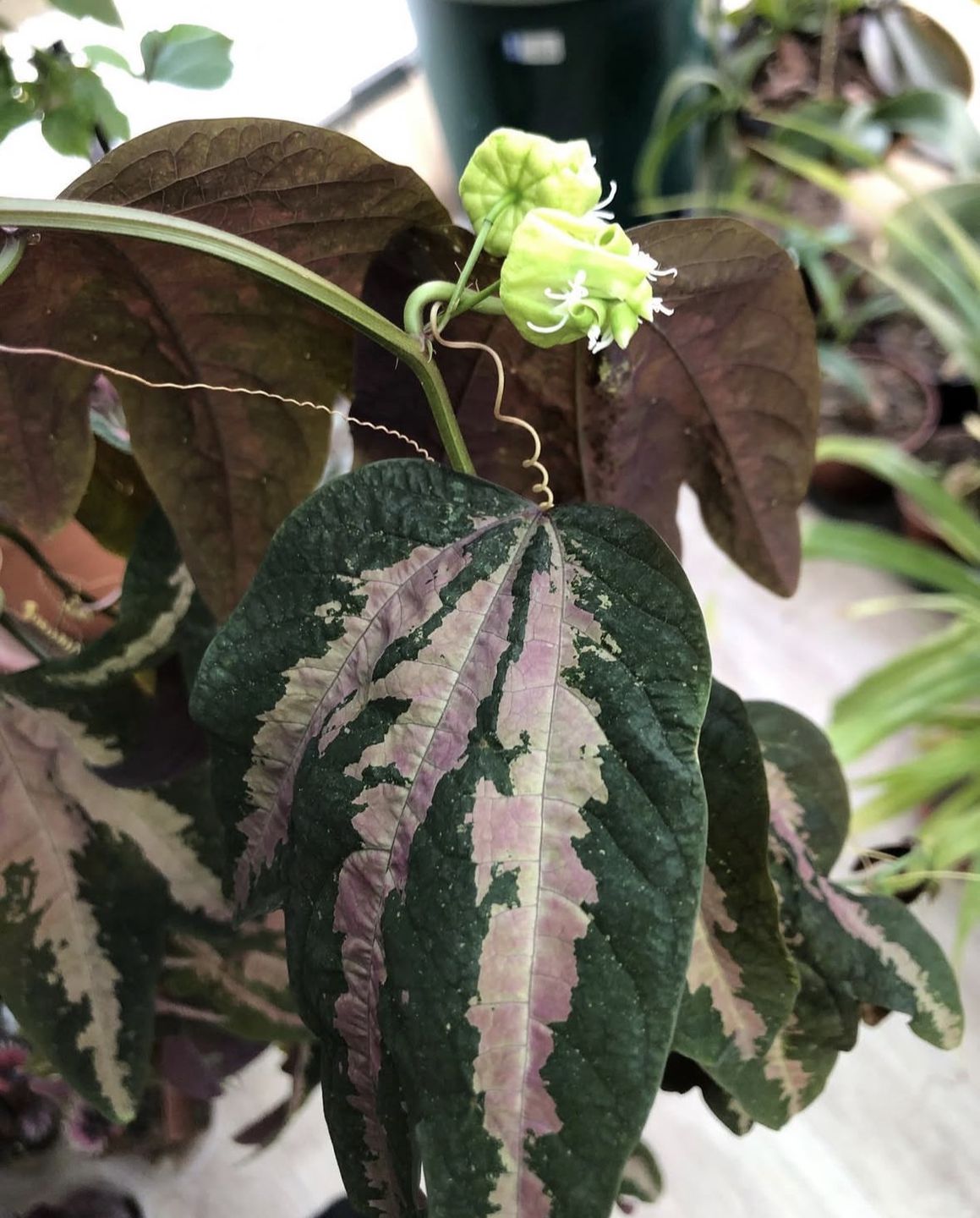 3 кімнатні рослини, які ще не приїлися: рідкісна краса без примх у догляді. Гадаю, у багатьох квітникарів колись настає така стадія: дивишся на полицю зі своїми кімнатними рослинами і ловиш себе на думці, що все ніби й красиво, але якось уже не чіпляє, приїлося.