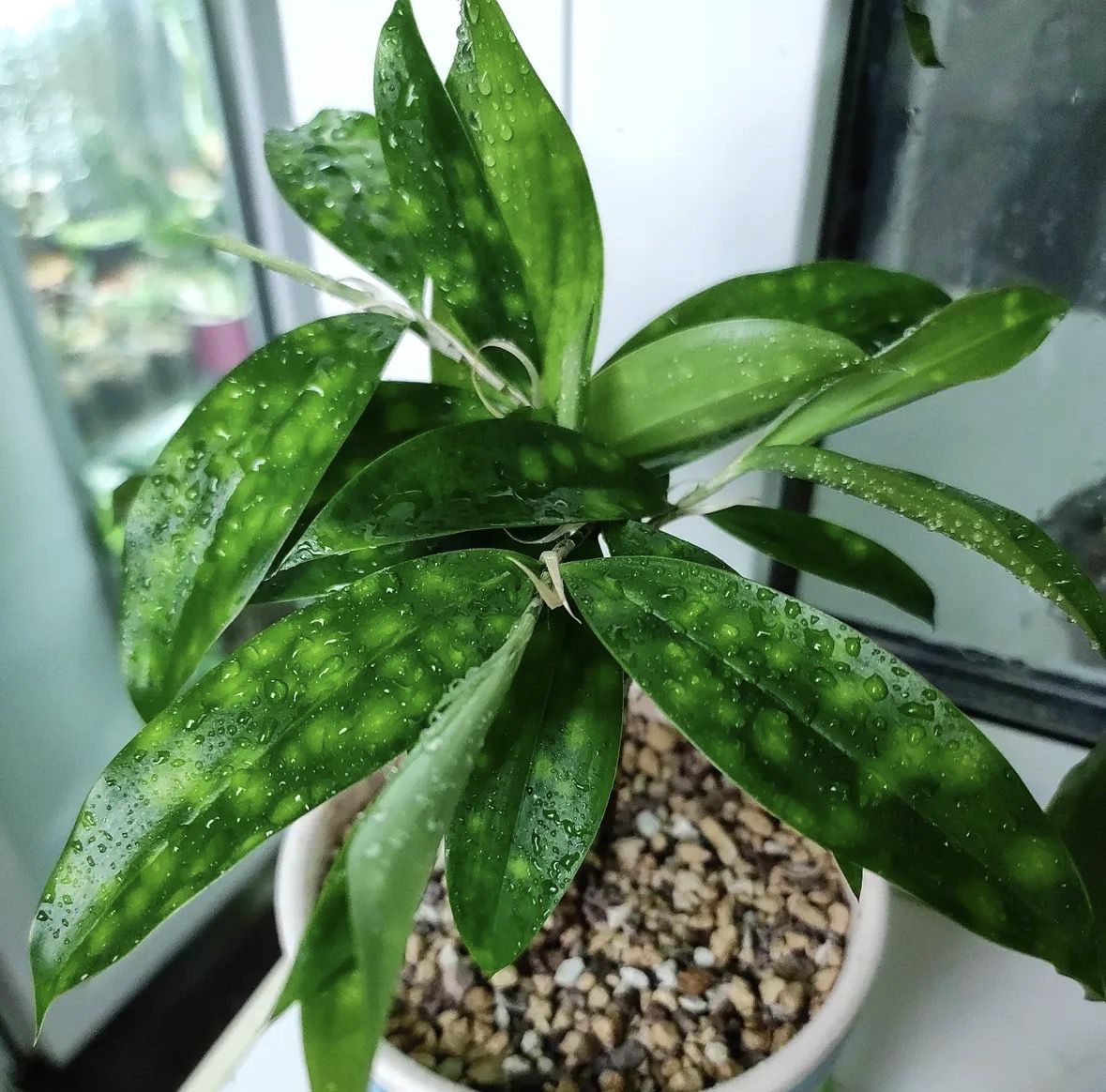 3 кімнатні рослини, які ще не приїлися: рідкісна краса без примх у догляді. Гадаю, у багатьох квітникарів колись настає така стадія: дивишся на полицю зі своїми кімнатними рослинами і ловиш себе на думці, що все ніби й красиво, але якось уже не чіпляє, приїлося.