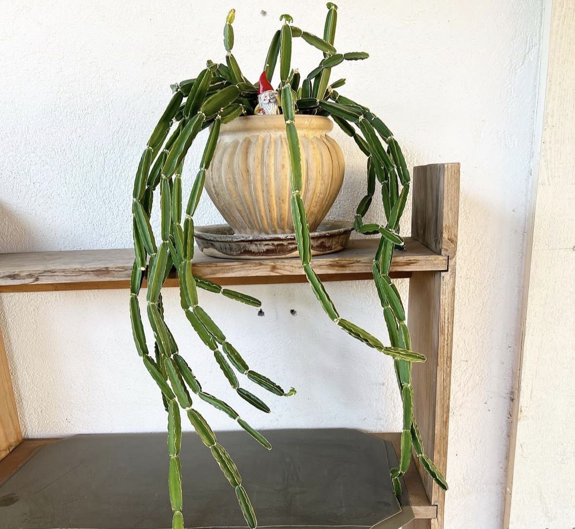 3 кімнатні рослини, які ще не приїлися: рідкісна краса без примх у догляді. Гадаю, у багатьох квітникарів колись настає така стадія: дивишся на полицю зі своїми кімнатними рослинами і ловиш себе на думці, що все ніби й красиво, але якось уже не чіпляє, приїлося.