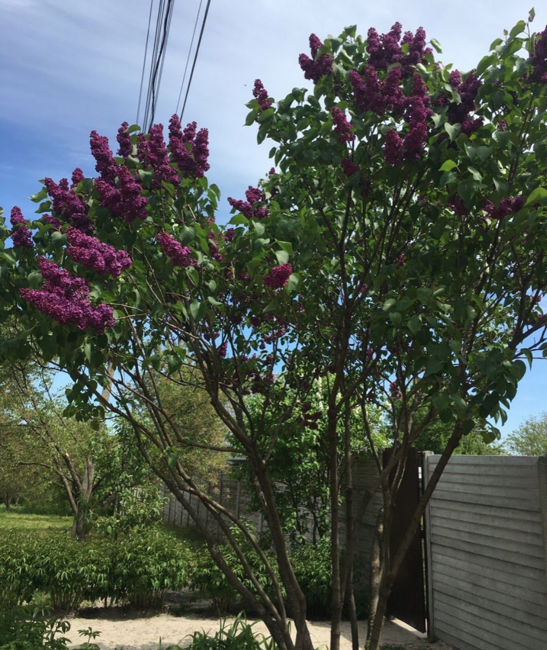 Рослини з "характером": краса, за яку сусіди можуть зробити зауваження. І як з ними подружитися.