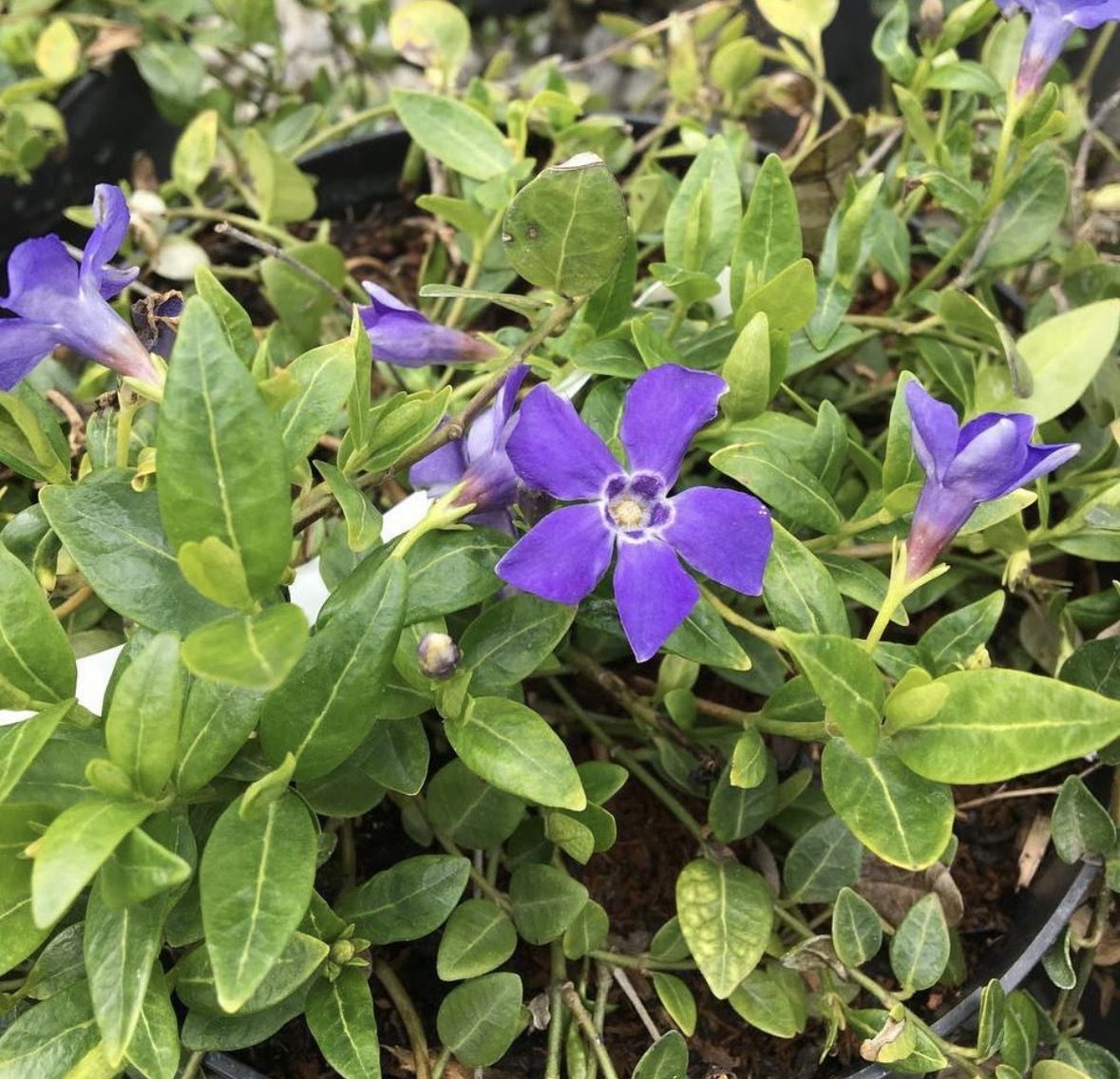 Рослини з "характером": краса, за яку сусіди можуть зробити зауваження. І як з ними подружитися.