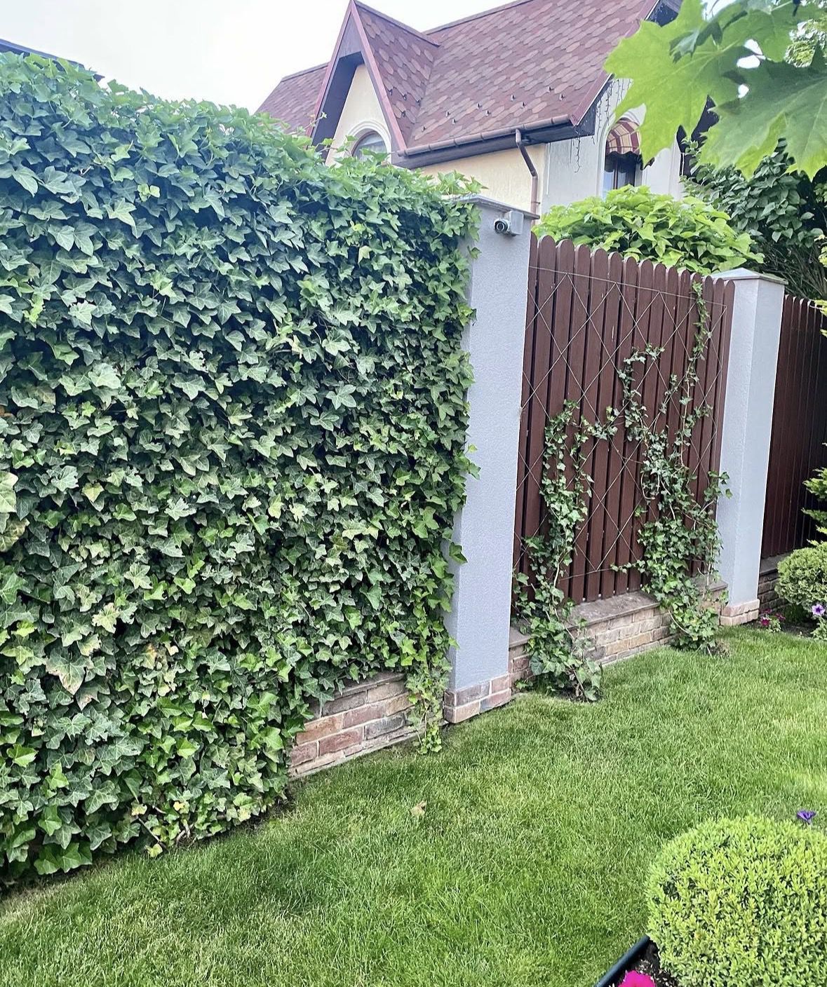 Рослини з "характером": краса, за яку сусіди можуть зробити зауваження. І як з ними подружитися.