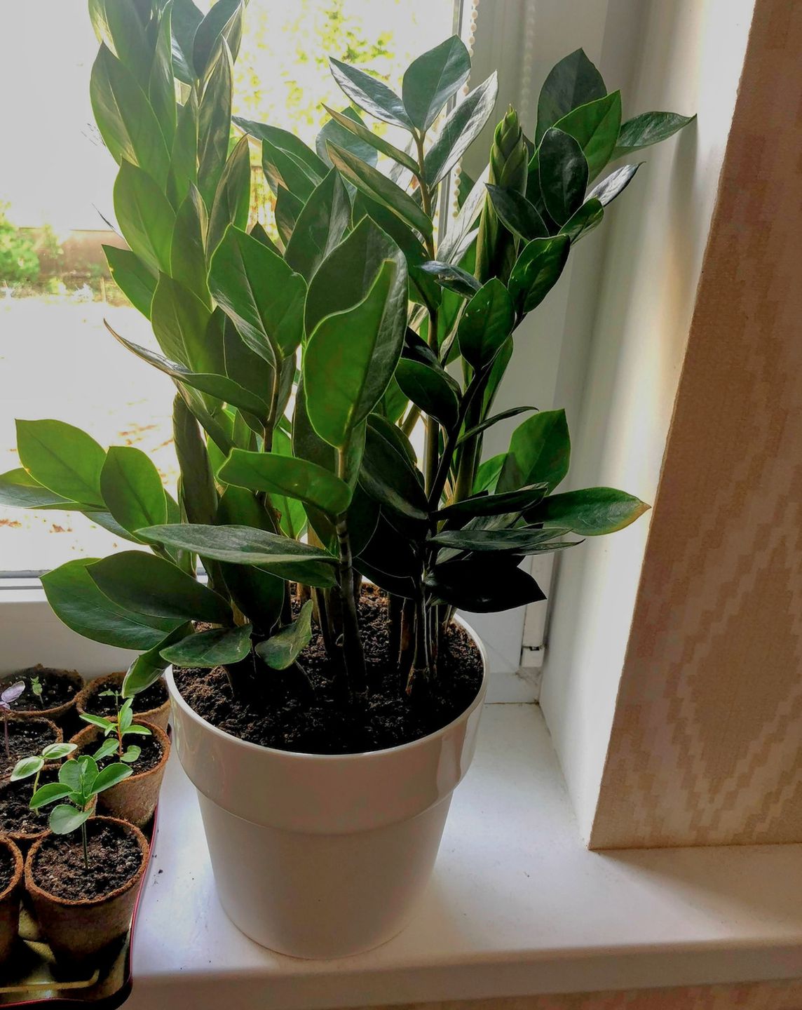 П'ять помилок у догляді за заміокулькасом: чому ваше «доларове дерево» завмерло і як це виправити. 