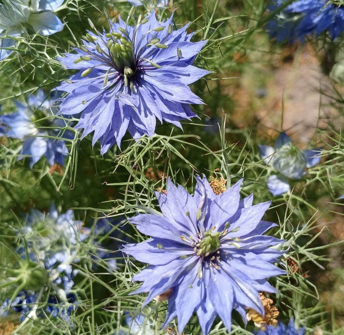 5 красивих квітів, які посіються самі (і не створять вам проблем). Я не пропоную відмовлятися від розсади, якщо цей процес дарує вам радість. Для улюблених петуній завжди знайдеться гарне кашпо на світлій терасі.