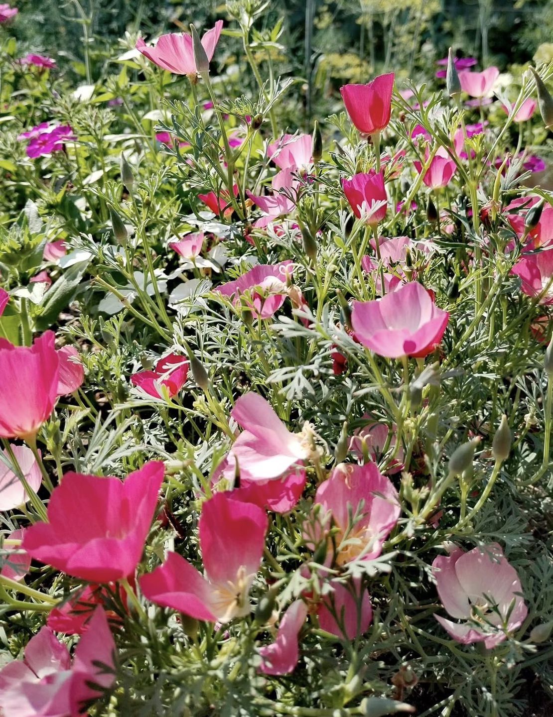 5 красивих квітів, які посіються самі (і не створять вам проблем). Я не пропоную відмовлятися від розсади, якщо цей процес дарує вам радість. Для улюблених петуній завжди знайдеться гарне кашпо на світлій терасі.