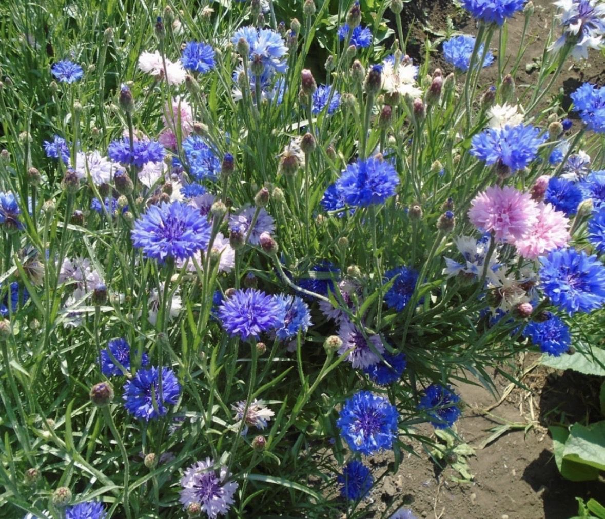 5 красивих квітів, які посіються самі (і не створять вам проблем). Я не пропоную відмовлятися від розсади, якщо цей процес дарує вам радість. Для улюблених петуній завжди знайдеться гарне кашпо на світлій терасі.