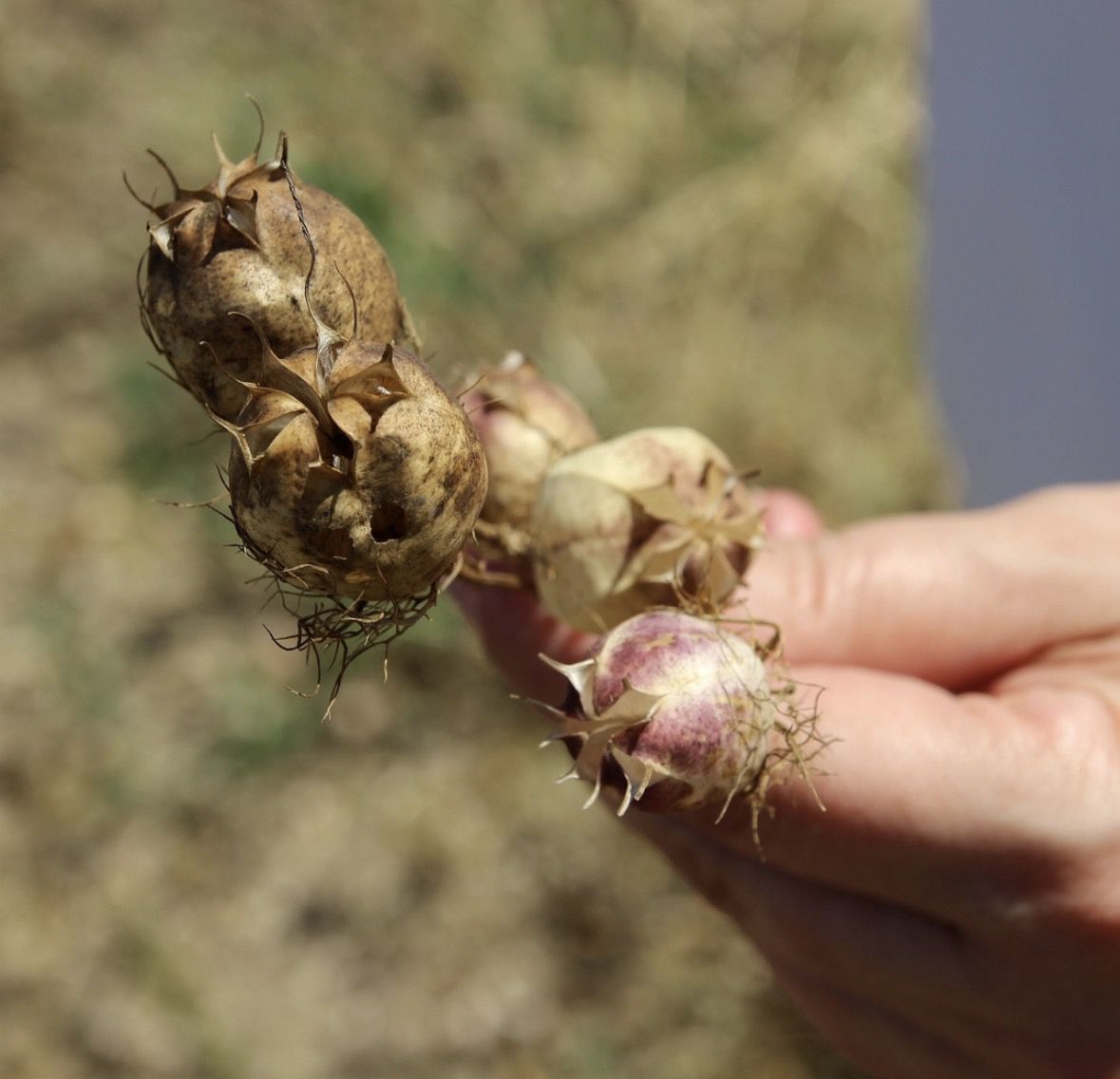 5 красивих квітів, які посіються самі (і не створять вам проблем). Я не пропоную відмовлятися від розсади, якщо цей процес дарує вам радість. Для улюблених петуній завжди знайдеться гарне кашпо на світлій терасі.