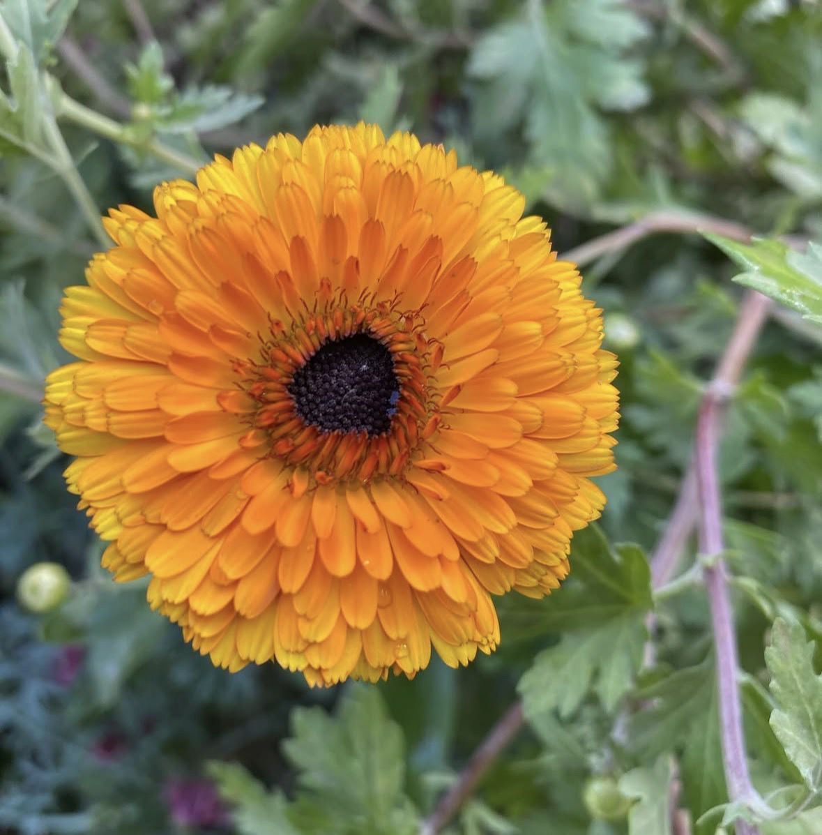 5 красивих квітів, які посіються самі (і не створять вам проблем). Я не пропоную відмовлятися від розсади, якщо цей процес дарує вам радість. Для улюблених петуній завжди знайдеться гарне кашпо на світлій терасі.