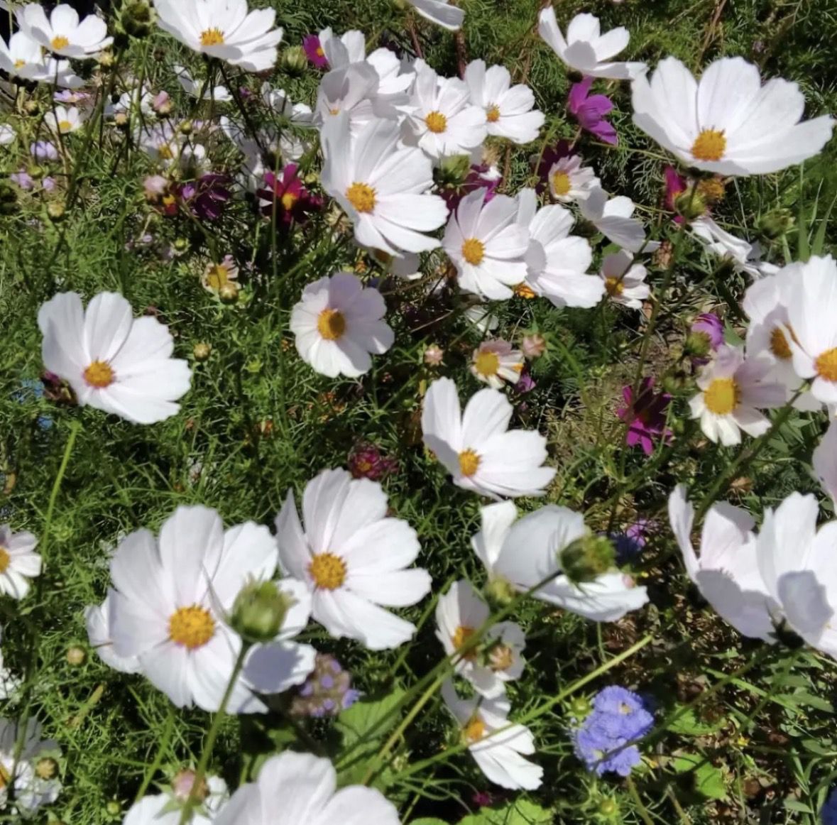 5 красивих квітів, які посіються самі (і не створять вам проблем). Я не пропоную відмовлятися від розсади, якщо цей процес дарує вам радість. Для улюблених петуній завжди знайдеться гарне кашпо на світлій терасі.