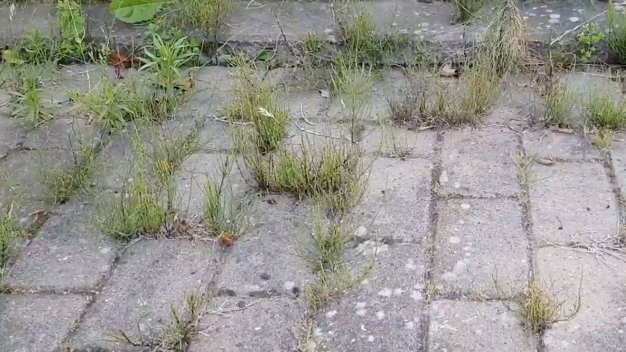 Як назавжди (або майже назавжди) вигнати траву з-поміж тротуарних плиток. Секрети чистих доріжок.