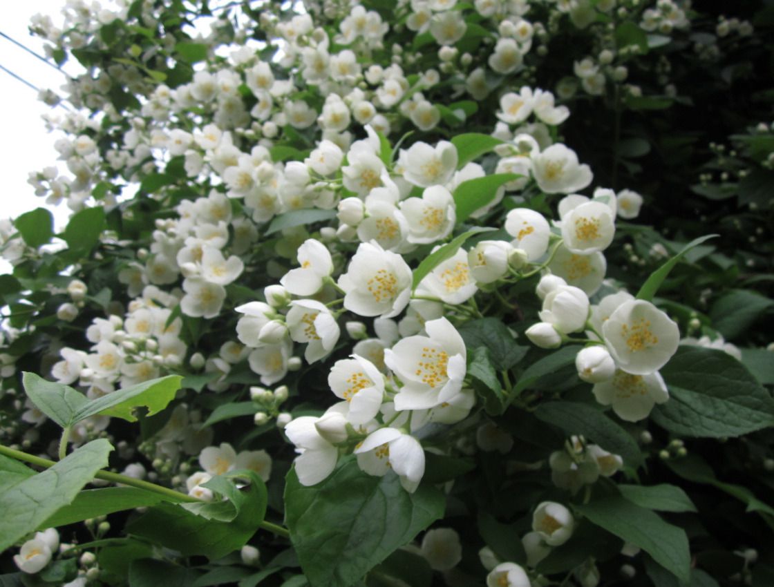 Великий травневий обман: чому ваш жасмин — насправді не жасмин?. Кожного травня стрічки перетворюються на суцільний білий цвіт.