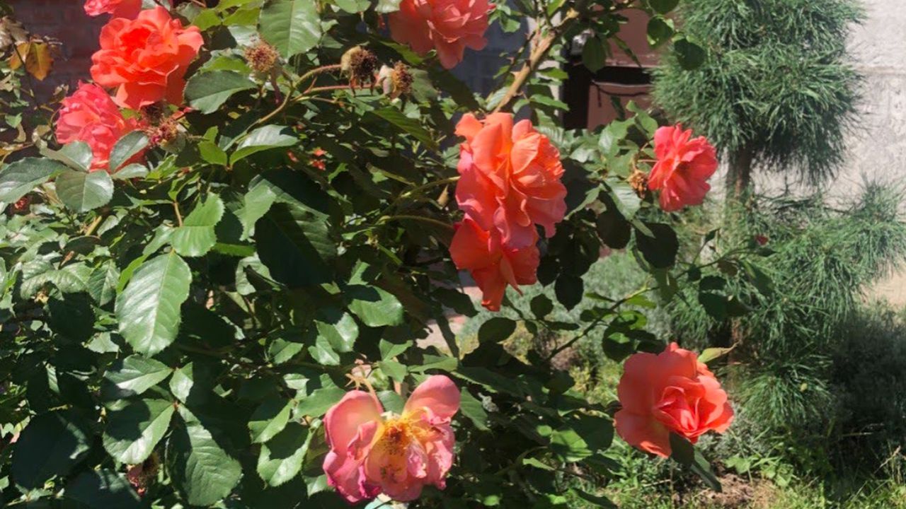 З ким дружить троянда: як створити красиву клумбу і не ускладнювати собі життя. Чому легенди про «складний характер» цієї квітки — лише міф, і як підібрати ідеальну компанію для вашого розарію.