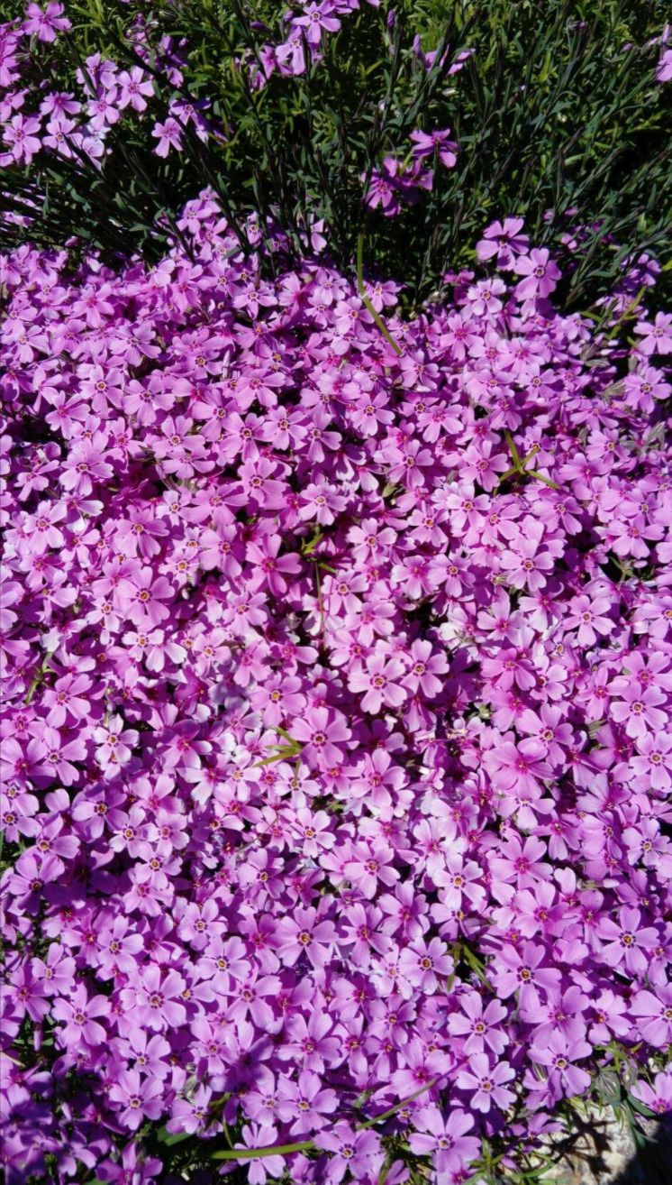 Садити чи не садити? Чесний відгук про «рослини-подушки». Завжди хочеться посадити щось таке, щоб воно саме росло, не просило їсти-пити, бур'яни глушило, ще й цвіло як скажене все літо.