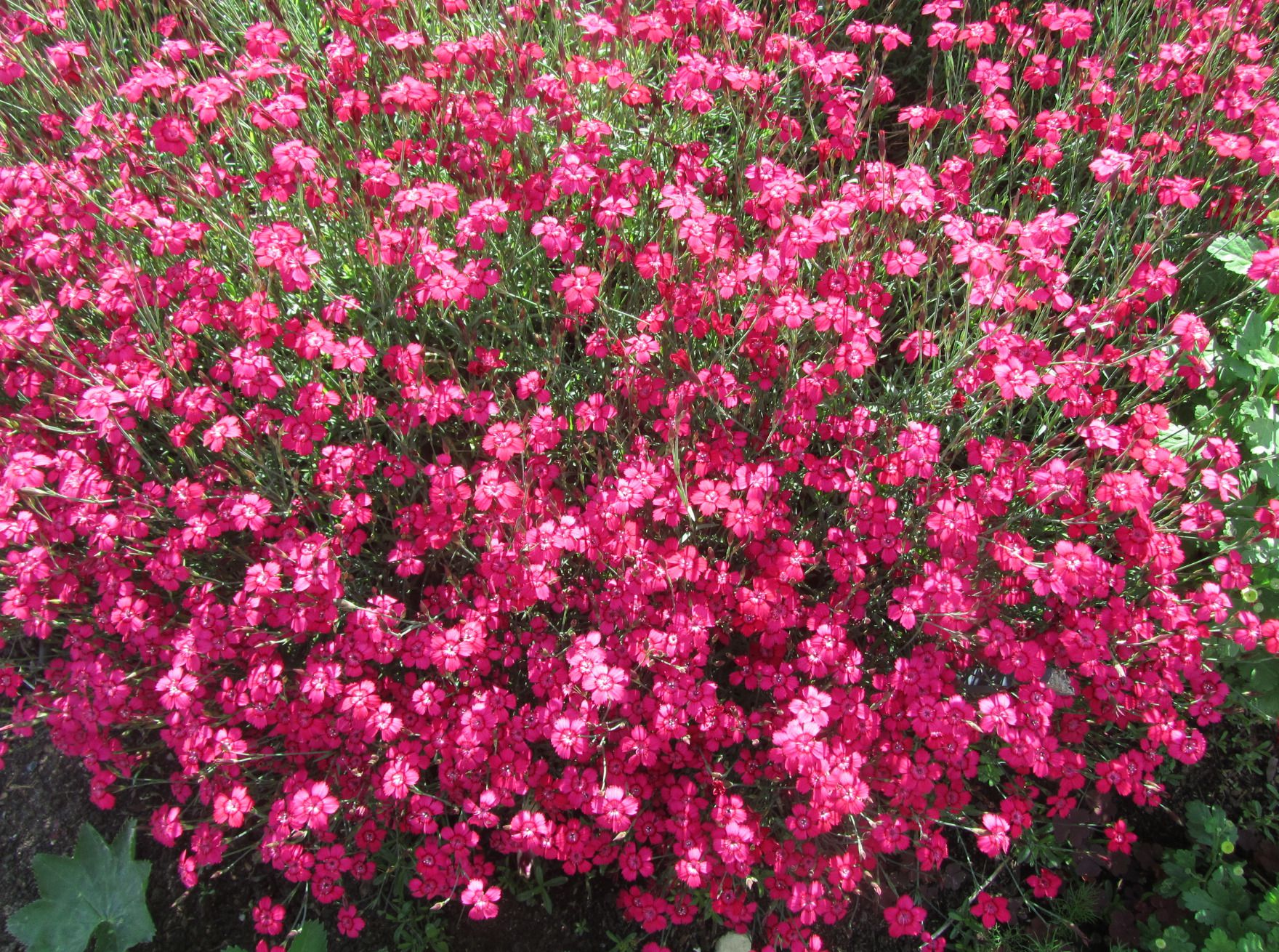 Садити чи не садити? Чесний відгук про «рослини-подушки». Завжди хочеться посадити щось таке, щоб воно саме росло, не просило їсти-пити, бур'яни глушило, ще й цвіло як скажене все літо.