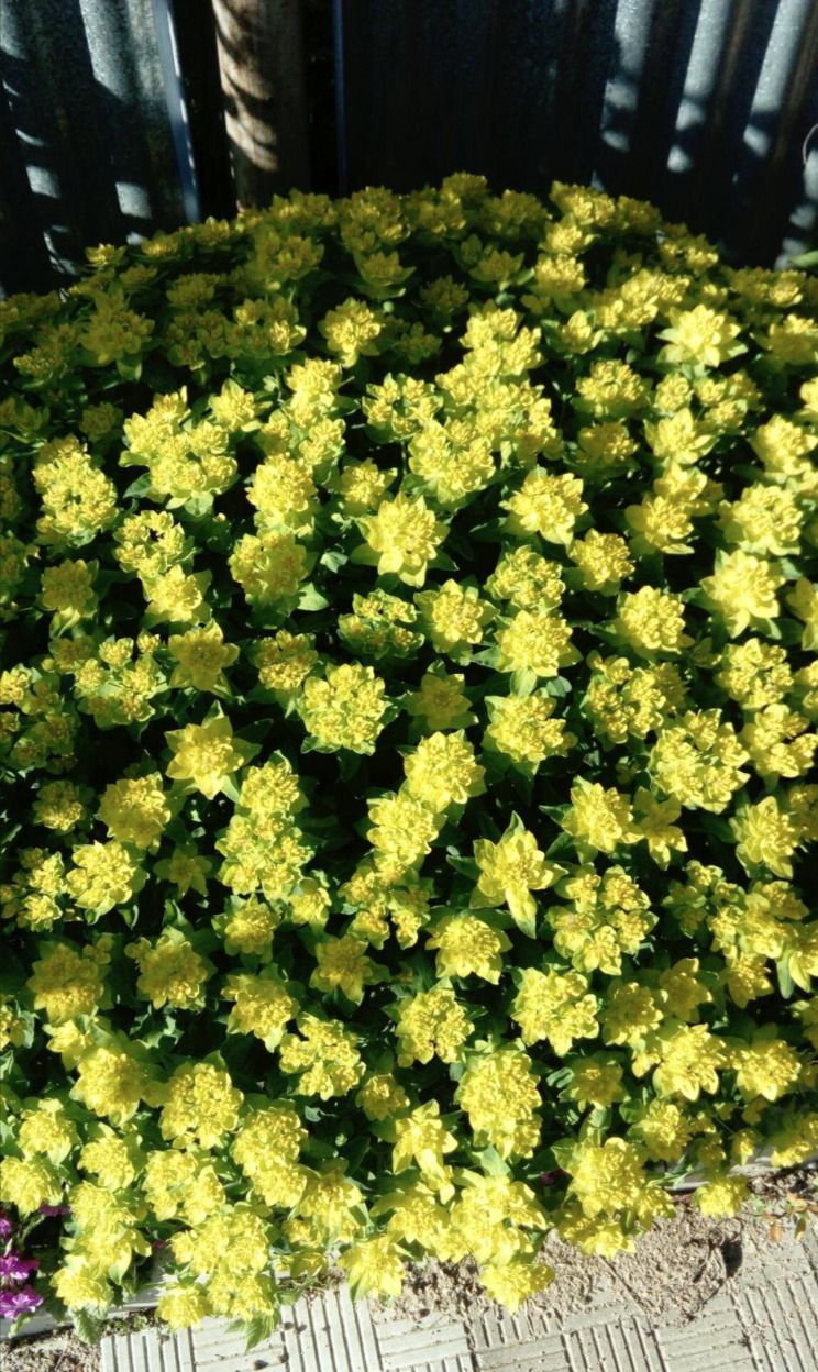 Садити чи не садити? Чесний відгук про «рослини-подушки». Завжди хочеться посадити щось таке, щоб воно саме росло, не просило їсти-пити, бур'яни глушило, ще й цвіло як скажене все літо.