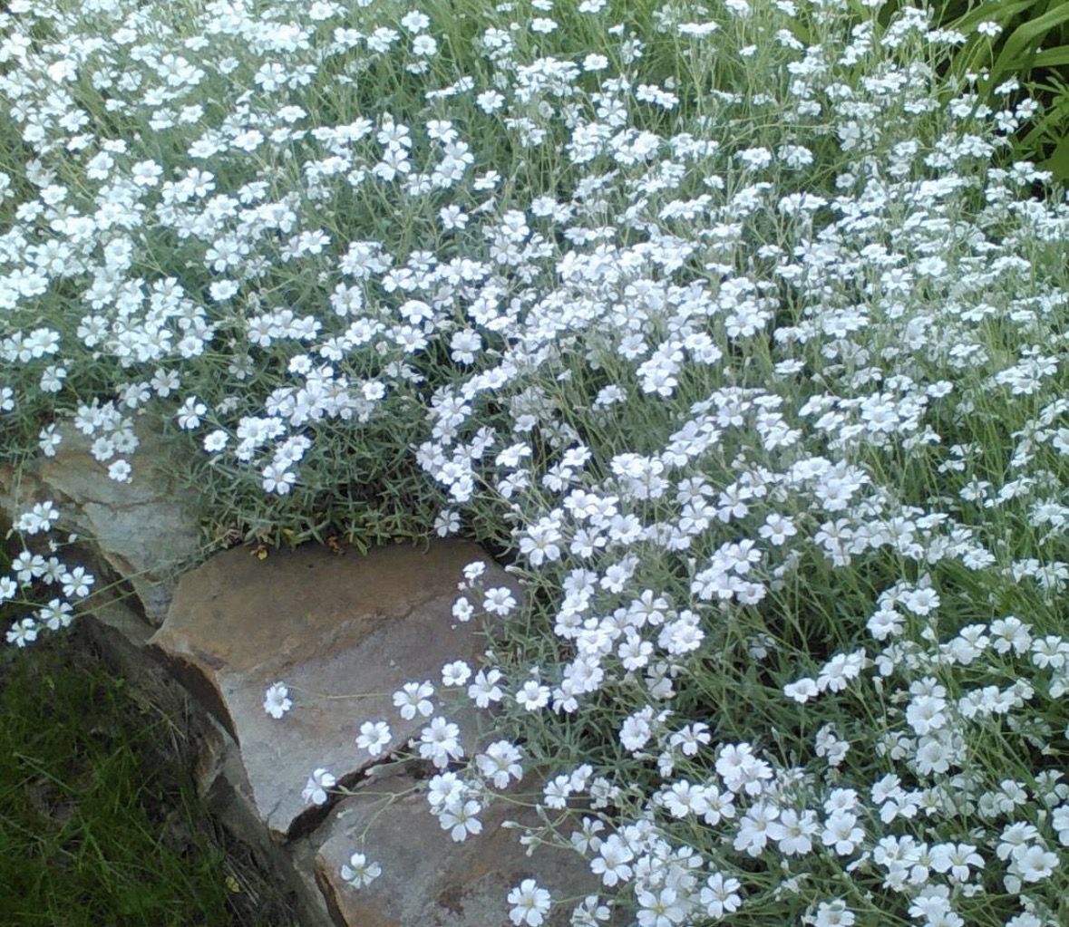 Садити чи не садити? Чесний відгук про «рослини-подушки». Завжди хочеться посадити щось таке, щоб воно саме росло, не просило їсти-пити, бур'яни глушило, ще й цвіло як скажене все літо.