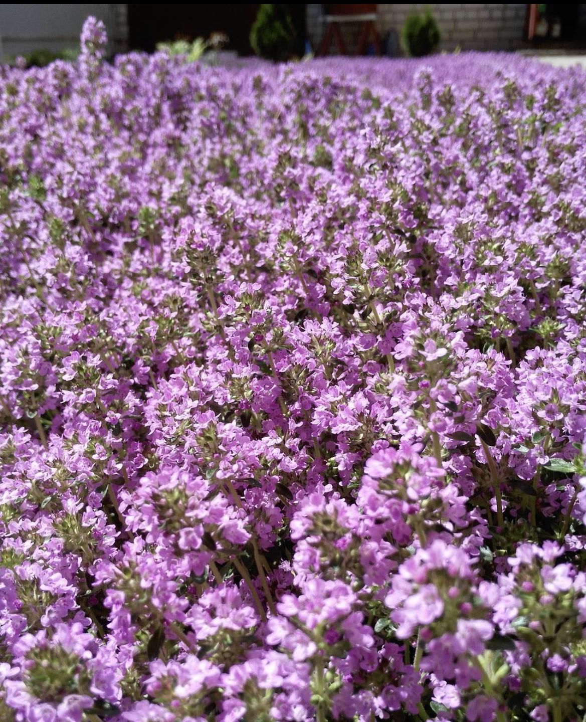 Садити чи не садити? Чесний відгук про «рослини-подушки». Завжди хочеться посадити щось таке, щоб воно саме росло, не просило їсти-пити, бур'яни глушило, ще й цвіло як скажене все літо.