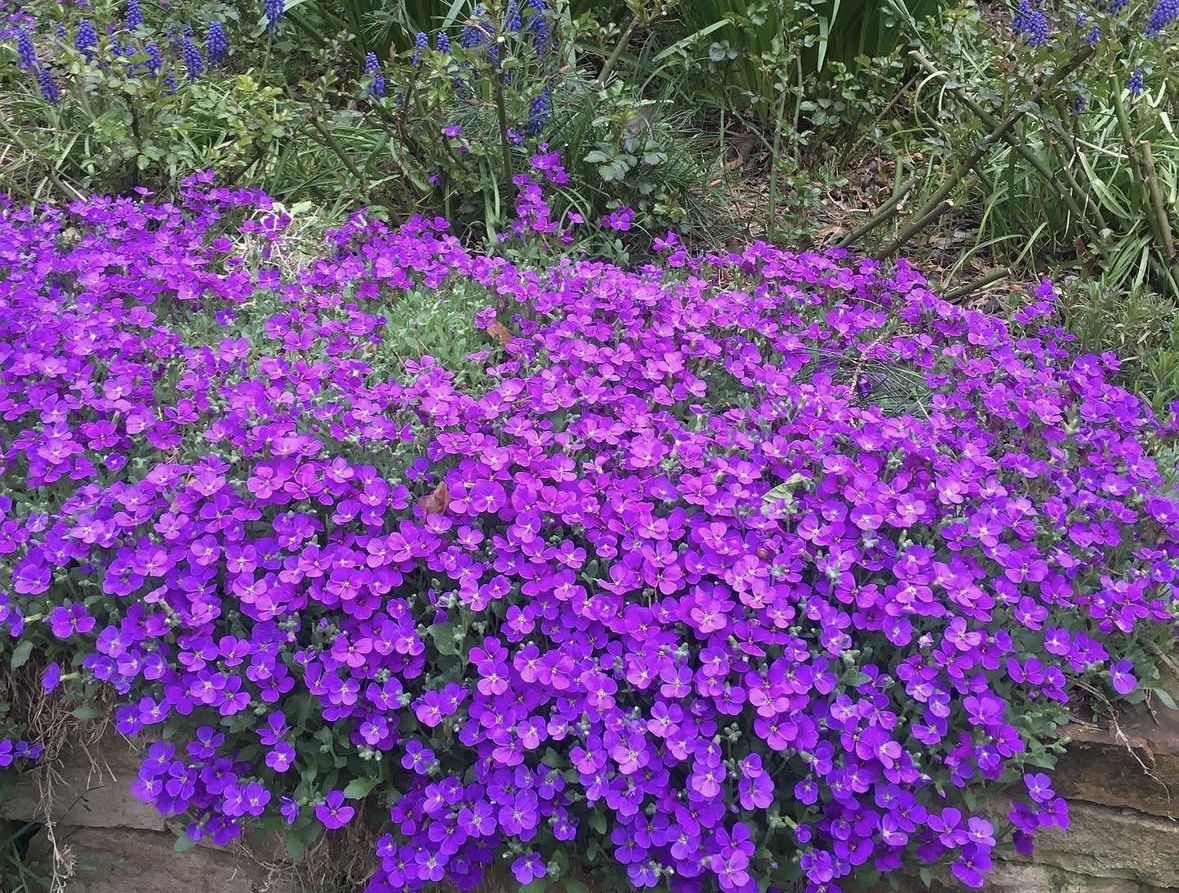 Садити чи не садити? Чесний відгук про «рослини-подушки». Завжди хочеться посадити щось таке, щоб воно саме росло, не просило їсти-пити, бур'яни глушило, ще й цвіло як скажене все літо.