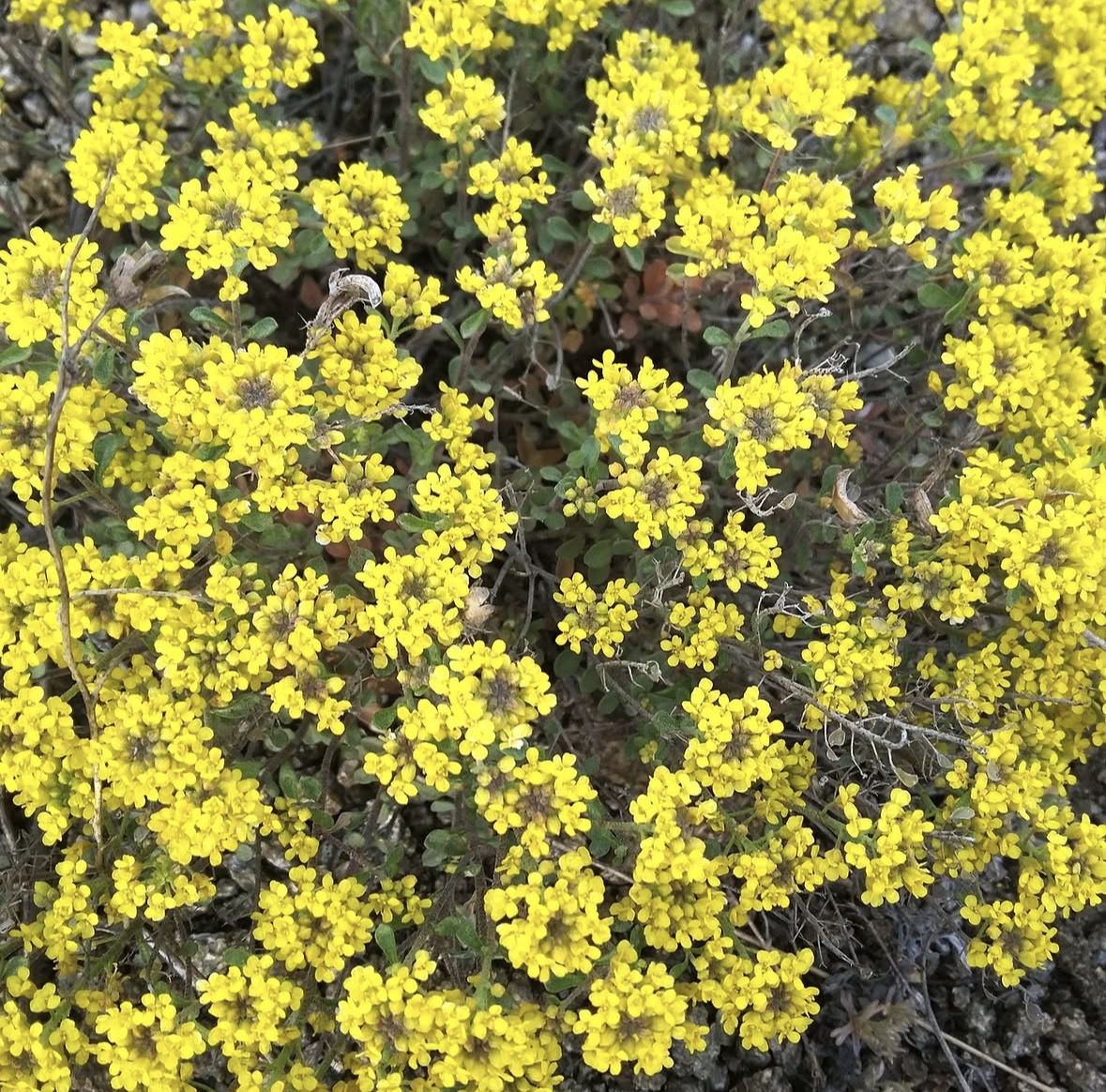 Садити чи не садити? Чесний відгук про «рослини-подушки». Завжди хочеться посадити щось таке, щоб воно саме росло, не просило їсти-пити, бур'яни глушило, ще й цвіло як скажене все літо.