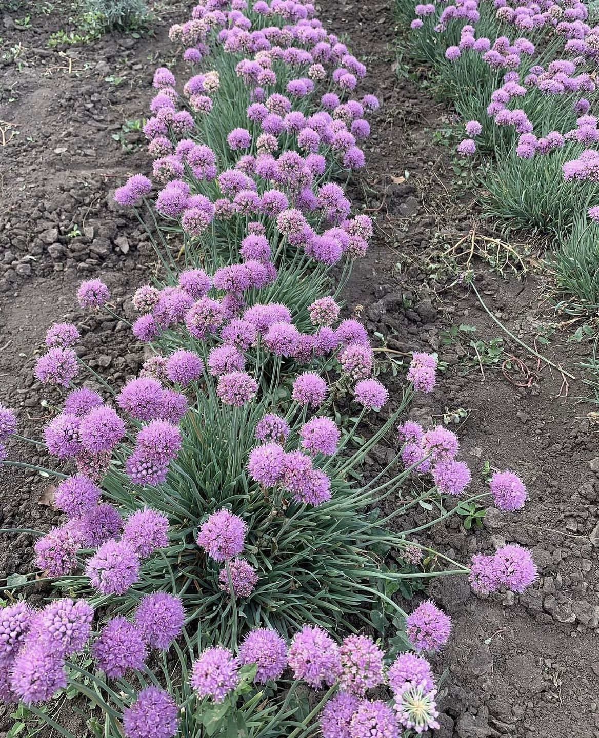Садити чи не садити? Чесний відгук про «рослини-подушки». Завжди хочеться посадити щось таке, щоб воно саме росло, не просило їсти-пити, бур'яни глушило, ще й цвіло як скажене все літо.