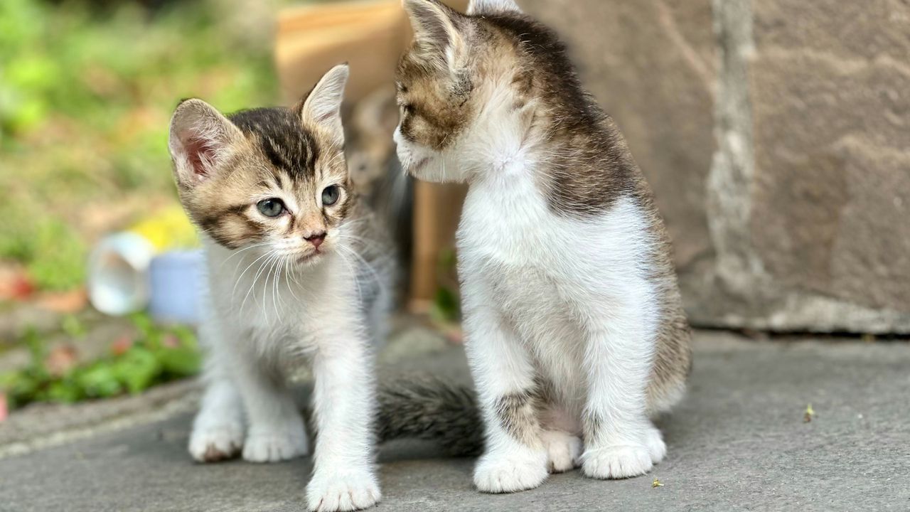 Історія одомашнення котів щойно отримала шалений поворот