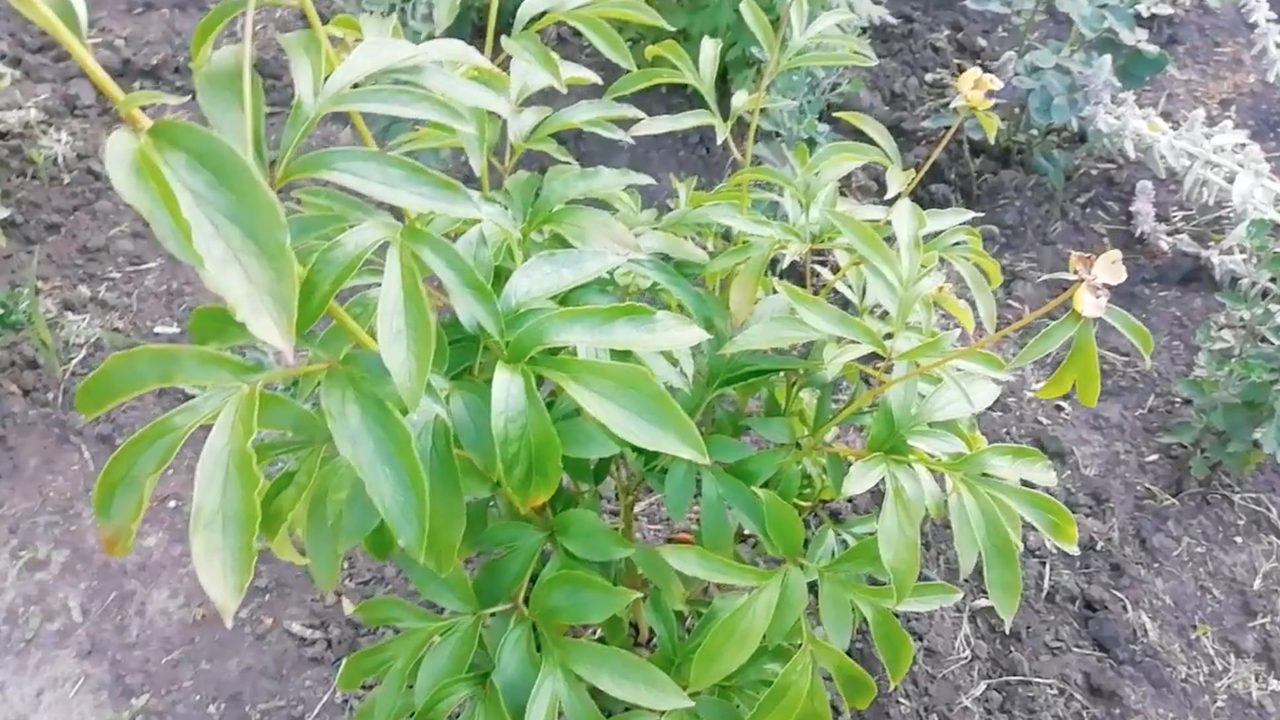 Що робити з півоніями після цвітіння