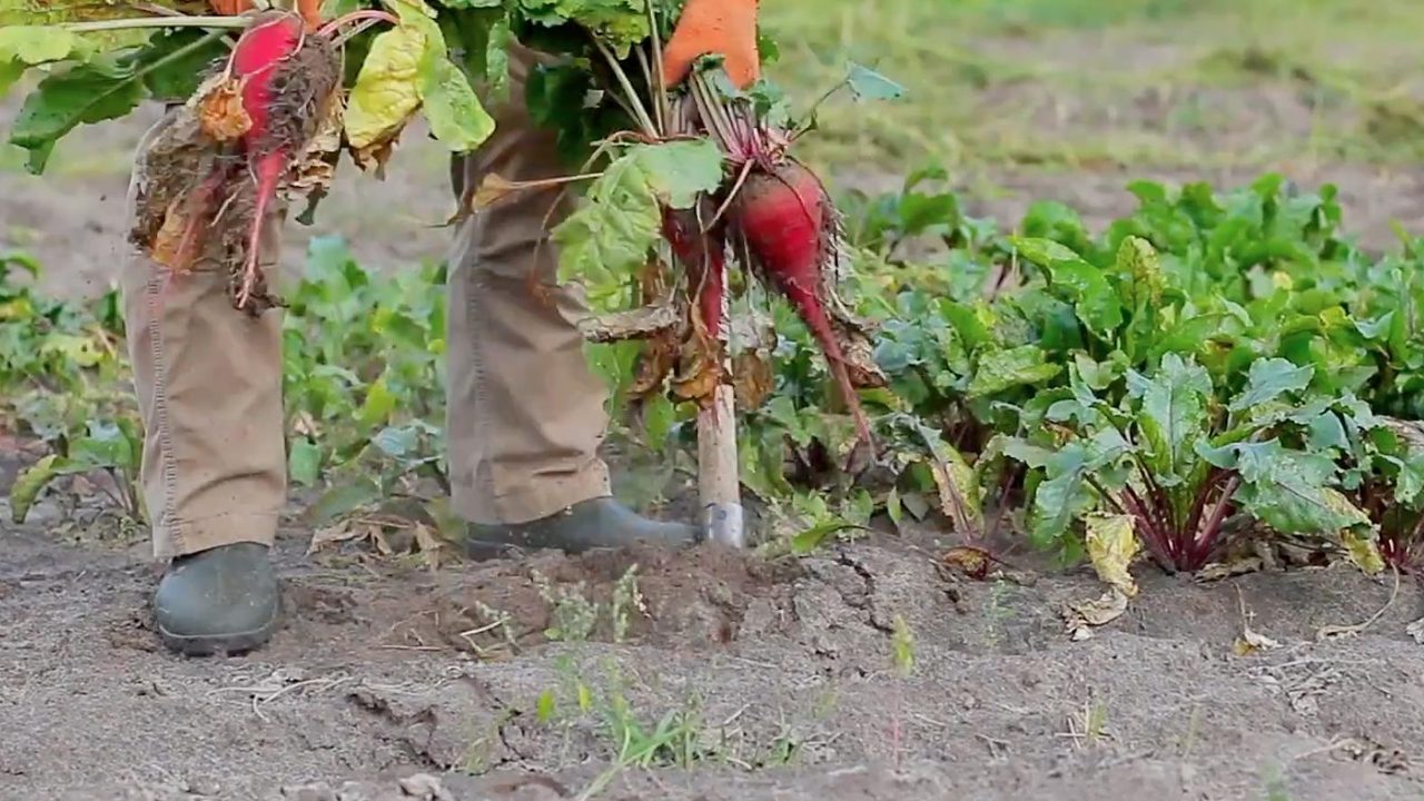 Чим підживити червоний буряк у кінці липня: виросте цукровим та яскравим