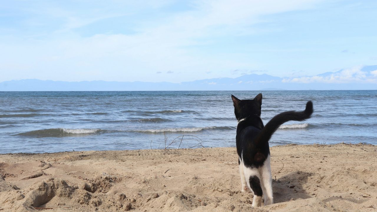Чи можливо таке взагалі? 5 порід котів, які люблять воду