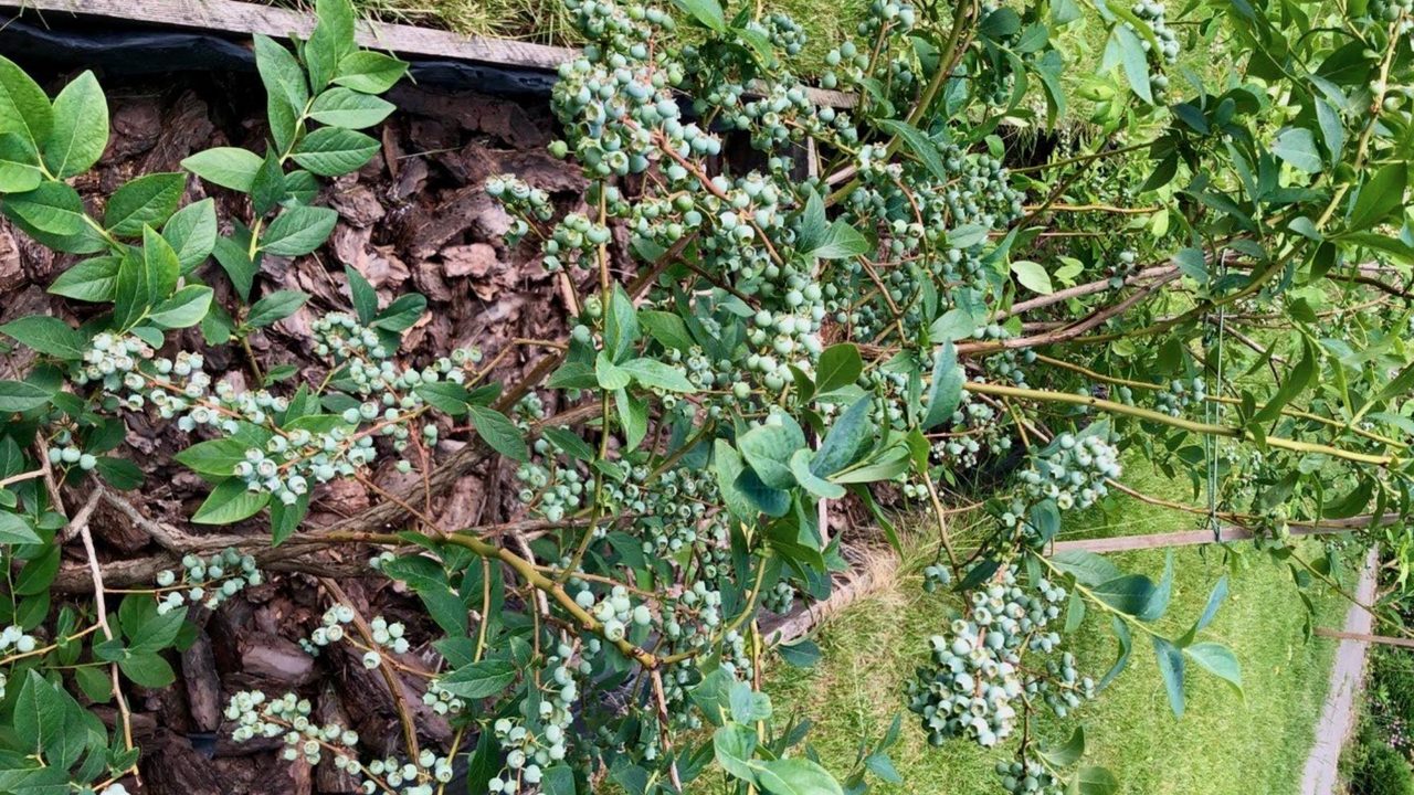 Як допомогти лохині пережити зиму і чому не треба використовувати лимонну кислоту