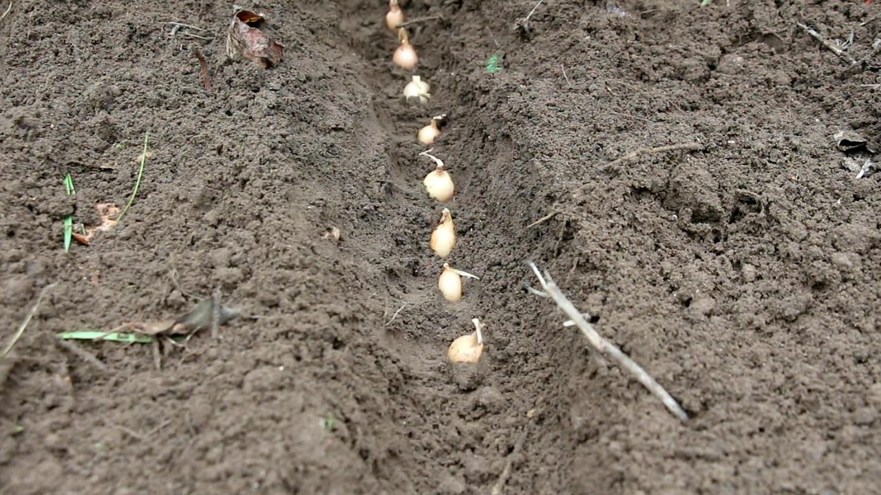 Так грядки під озиму цибулю не заправляють: від чого рослина чахне