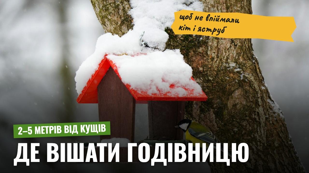 Кіт чатує в кущах, яструб — згори: де повісити годівницю, щоб вона не стала пасткою для птахів