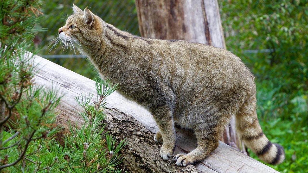 Лісовий кіт: не підбирайте кошенят у лісі — це зовсім інша тварина