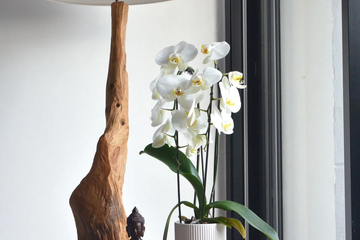 Обрізання домашньої орхідеї: як правильно це зробити, щоб не зашкодити рослині. Поради квітникарям початківцям.