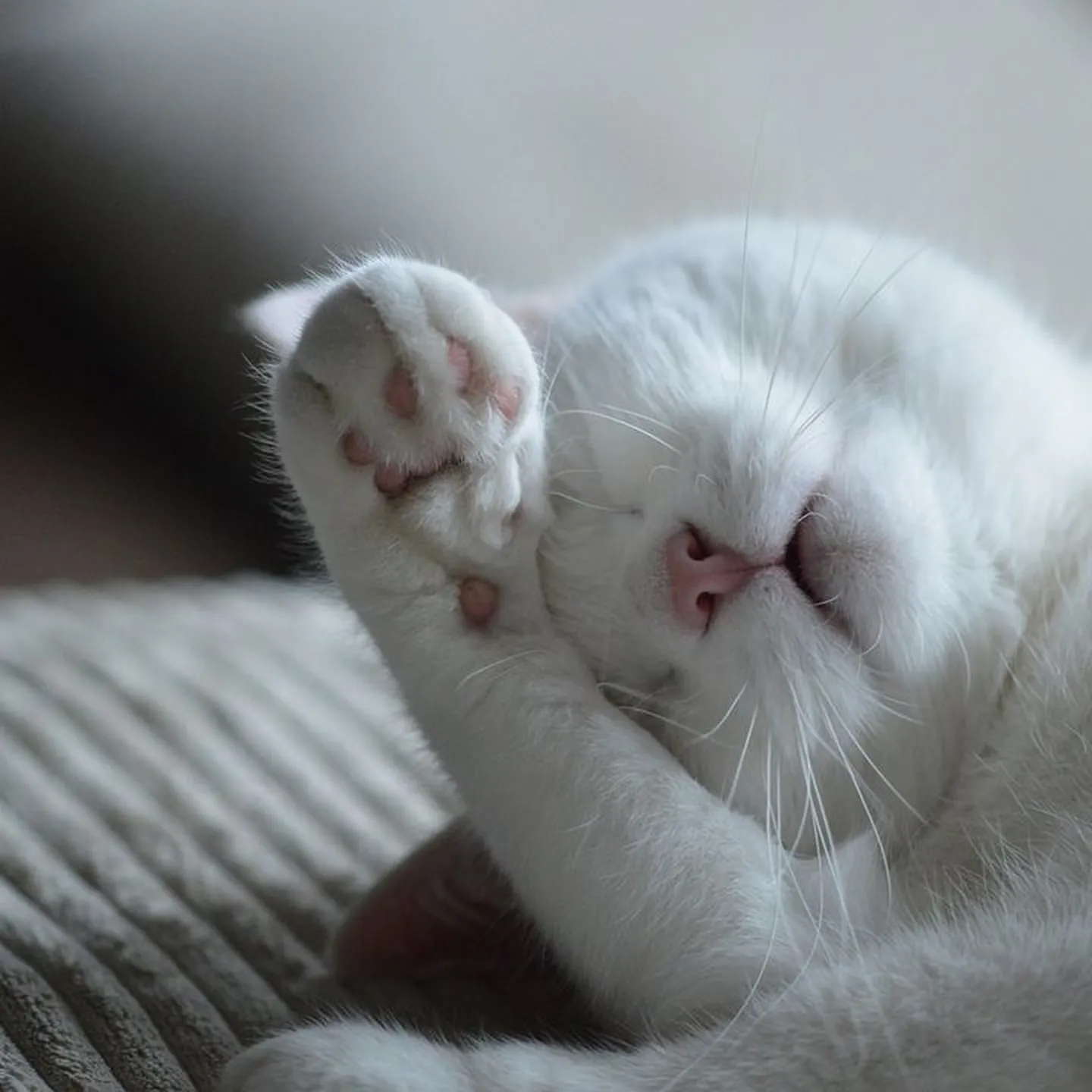 Коти плачуть