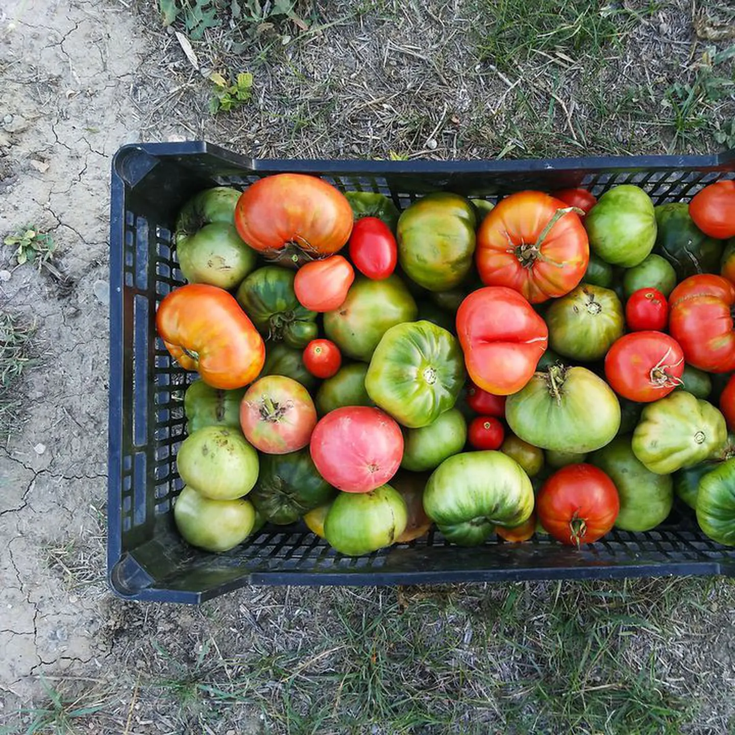 Чи можна знімати зелені помідори?