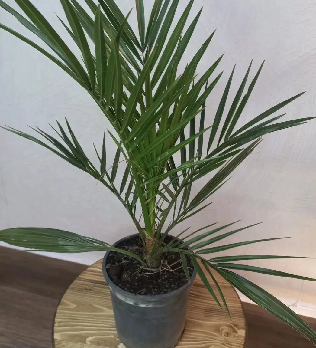 9 рослин, які можна виростити вдома з кісточок: фінік, персик, пасифлора, фейхоа, кава, пітахайя. Моє захоплення кімнатними рослинами почалося ще в дитинстві.