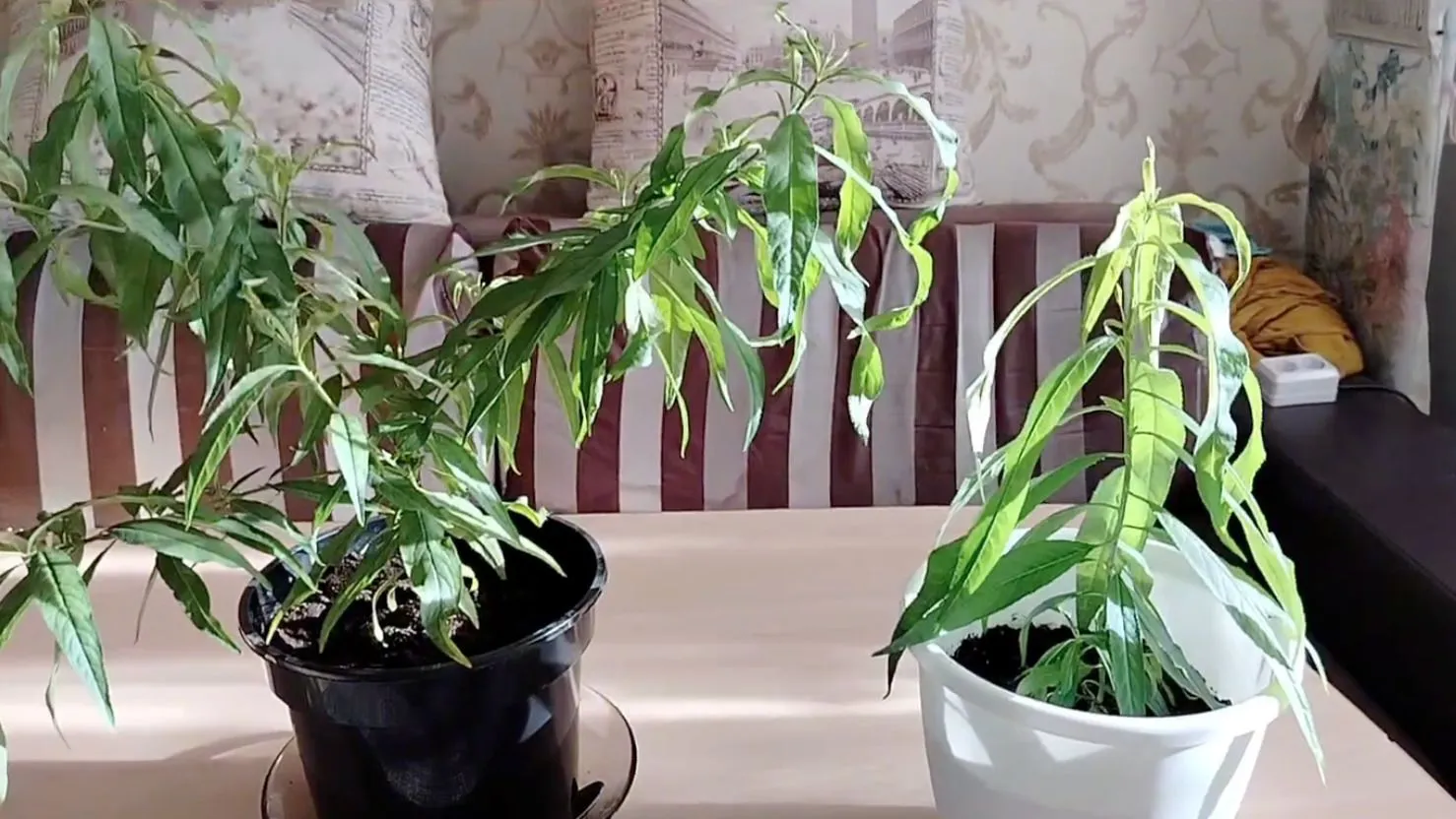 9 рослин, які можна виростити вдома з кісточок: фінік, персик, пасифлора, фейхоа, кава, пітахайя. Моє захоплення кімнатними рослинами почалося ще в дитинстві.