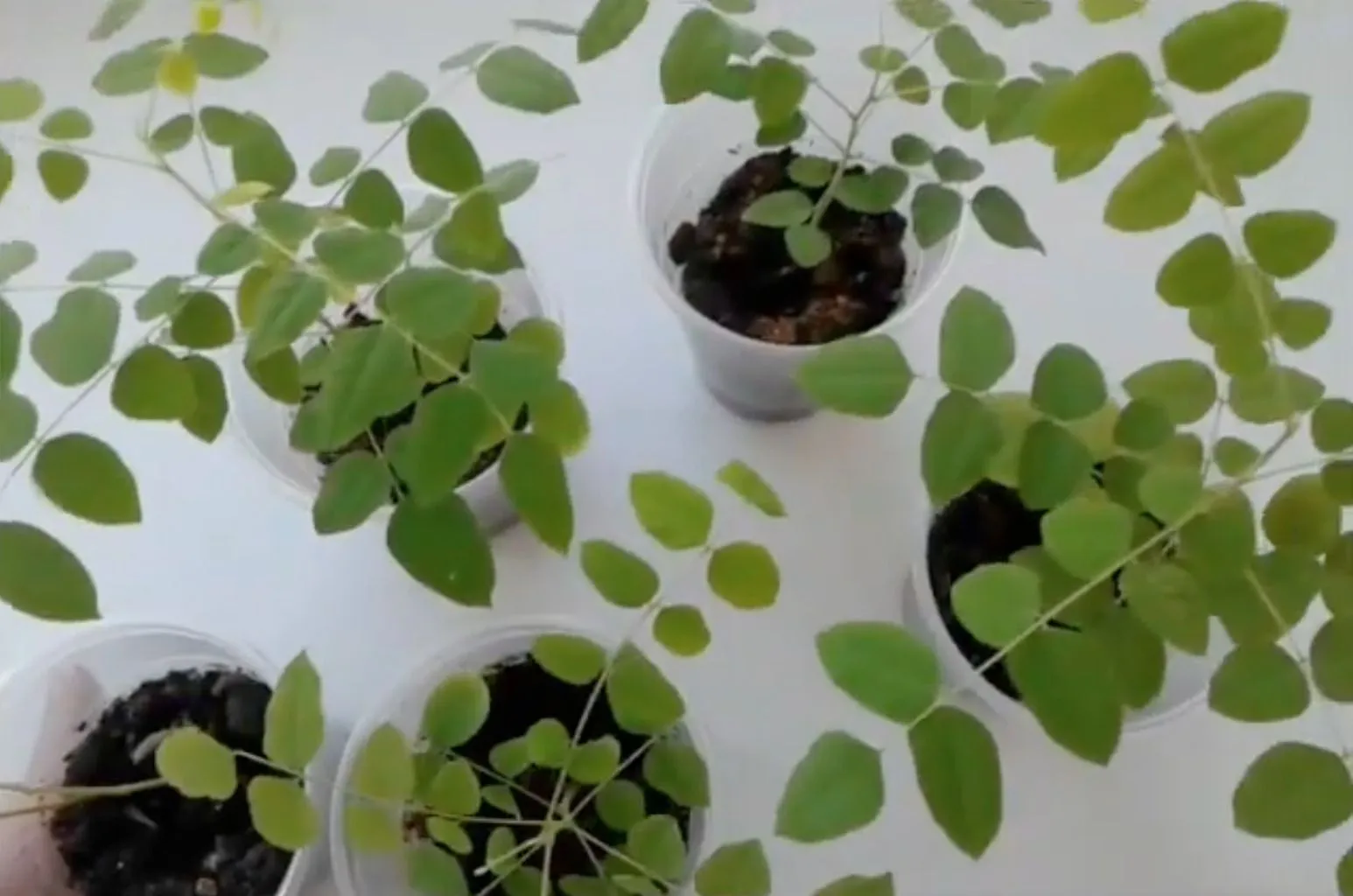 9 рослин, які можна виростити вдома з кісточок: фінік, персик, пасифлора, фейхоа, кава, пітахайя. Моє захоплення кімнатними рослинами почалося ще в дитинстві.