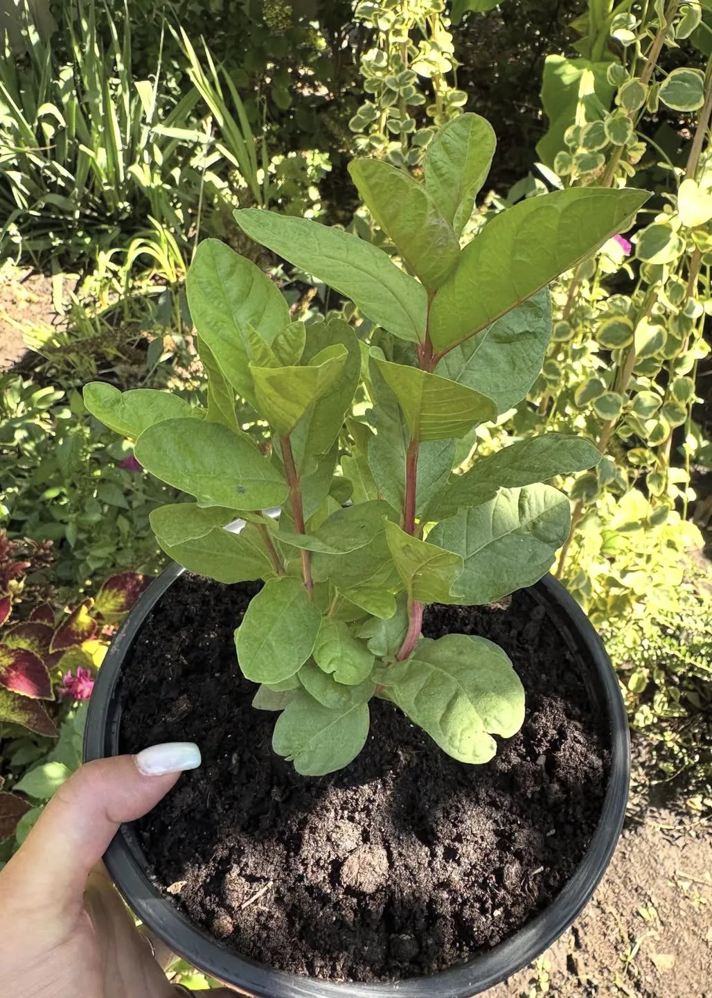 9 рослин, які можна виростити вдома з кісточок: фінік, персик, пасифлора, фейхоа, кава, пітахайя. Моє захоплення кімнатними рослинами почалося ще в дитинстві.